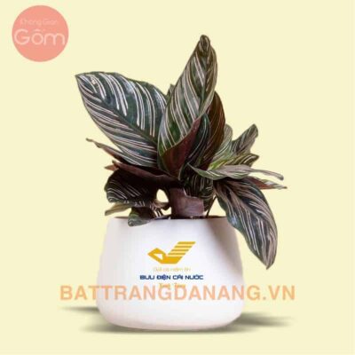 Chậu sứ Bát Tràng KGG04 in logo